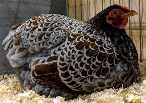 lavender wyandotte|wyandotte bantam.